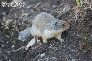Columbian Ground Squirrel at Logan Pass in Glacier National Park Montana