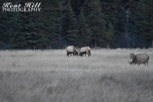 Bull Elk Fighting North Fork Flathead River Montana