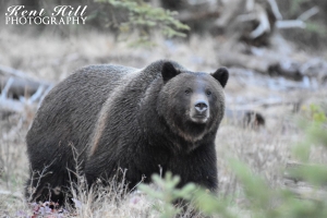 Grizzly Bear 2 North Fork Flathead River Montana