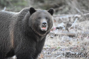 Grizzly Bear 3 North Fork Flathead River Montana
