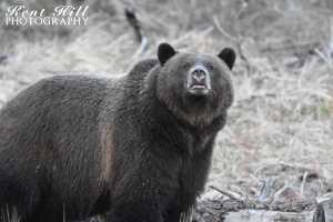 Grizzly Bear 4 North Fork Flathead River Montana