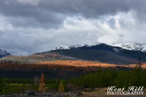 Sun on Larch North Fork Flathead River Montana