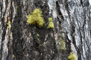 Moss on Larch at Trail Creek in the North Fork Flathead River Montana