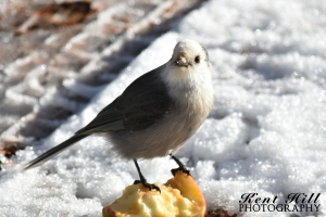 Gray Jay (Camp Robber, Whisky Jack) Trail Creek Montana
