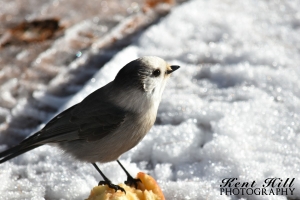 Gray Jay 2 (Camp Robber, Whisky Jack) Trail Creek Montana