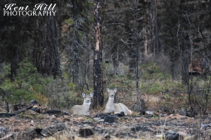 Whitetail Deer Moose Creek Rd Montana