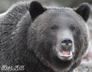 Grizzly Bear 3  North Fork Flathead River Montana â€“ Version 2