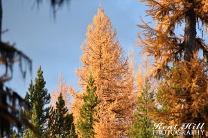 Larch in the Sun on Trail Creek Rd Montana