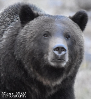 Grizzly Bear 2  North Fork Flathead River Montana â€“ Version 2