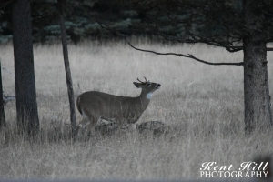 Whitetail Buck at Home Ranch North Fork Flathead River Montana