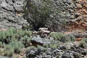 Bighorn Sheep and Lambs at the Salmon River at Red Rock Idaho