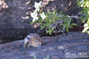 Golden-Mantled Ground Squirrel at Craters of the Moon National Monument Idaho