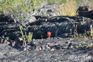 Paintbrush at Craters of the Moon National Monument Idaho