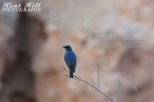 Mountain Bluebird at Bryce Canyon National Park Utah