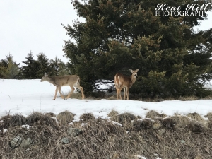 Deer outside Lone Pine State Park Kalispell,Montana