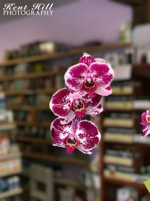 Orchids at Sun Life Health Foods Evergreen Montana