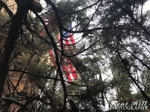 US Flag looking up through Shrubbery Evergreen Montana