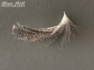 Feather from Cushion