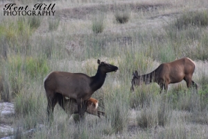 Elk Cow and Calf National Bison Range Montana