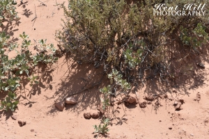 Lizard in Arches National Park Utah