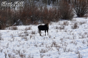 Moose at the north end of Duck Lake Road Montna
