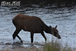 Elk in Stream National Bison Range Montana