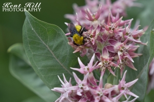 Bumble Bee at Capitol Reef Nationa;l Park Utah