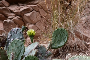 Prickly Pear Cactus in Capitol Reef National Park Utah