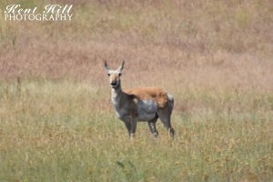 Antelope at the National Bison Range Montana