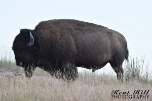Bison National Bison Range Montana