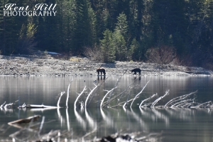 Bears at Avalanche Lake Glacier National Park Montana