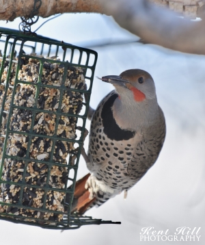 Northern Flicker Evergreen, MT