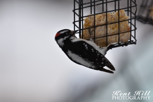 Downey Woodpecker Evergreen, MT
