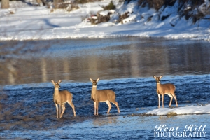 Whitetail deer at Owen-Sauerwine Natural Area Kalispell, MT