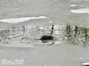 Muskrat in Owen-Sauerwine Natural Area Kalispell, MT