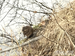 Muskrat 2 in Owen-Sauerwine Natural Area Kalispell, MT