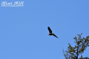 Bald Eagle at MacWennegar Slough Kalispell, MT