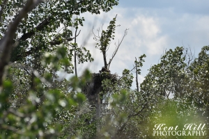 Bald Eagle with young on n est at MacWennegar Slough Kalispell, MT