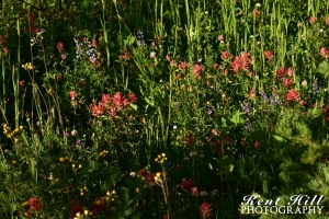 Wildflowers 2 at Three Bear Lake Glacier National Park Montana