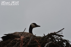 Canadian Goose on nest by Flathead River Kalispell, MT