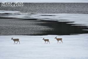 Three whitetail Deer on the ice on Swan Lake, MT