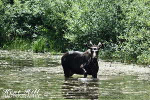 Moose in Glacier National Park Montana