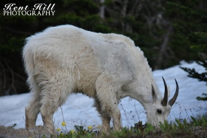 Mountain Goat Sun Road Glacier National Park Montana