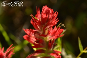 Indian Paintbrush Three Bear Lake Glacier National Park Montana 
