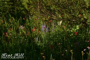 Wildflowers at Three Bear lake Glacier National Park Montana