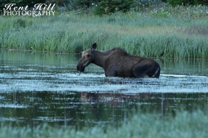 Moose in Three Bear Lake Glacier National Park Montana