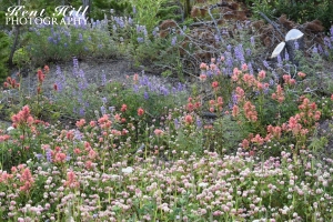 Wildflowers near Marias Pass Montana
