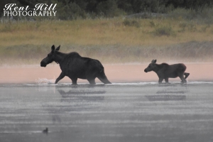 Moose with Calf in Three Bear Lake Glacier National Park Montana