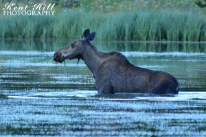 Cow Moose Feeding in Three Bear Lake in Glacier National Park Montana