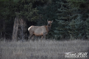 Cow Elk by North Fork Road Home Ranch Montana